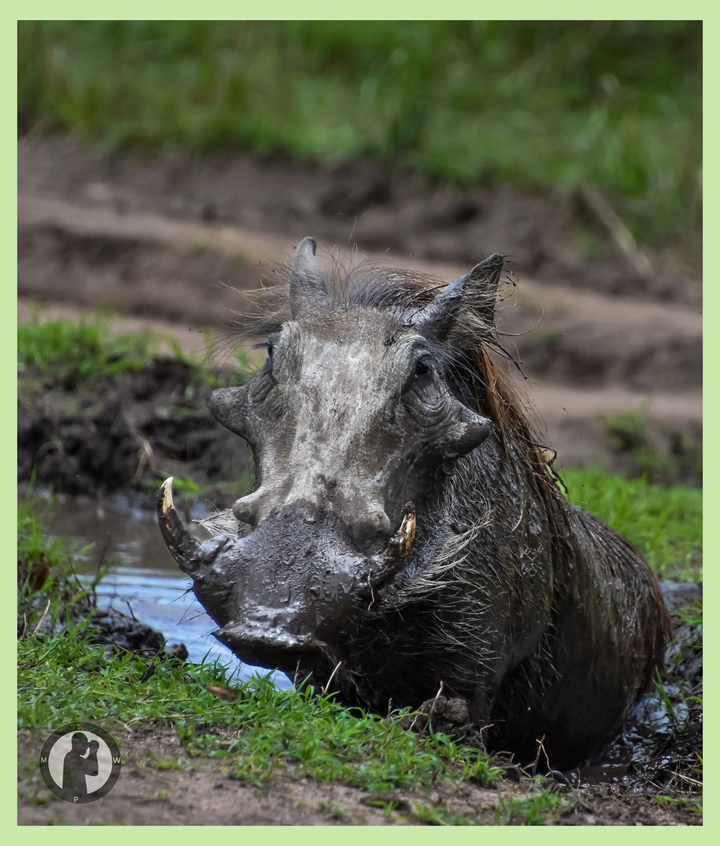 Pumba enjoying a mad bath.

Masai Mara National Reserve, Kenya.
