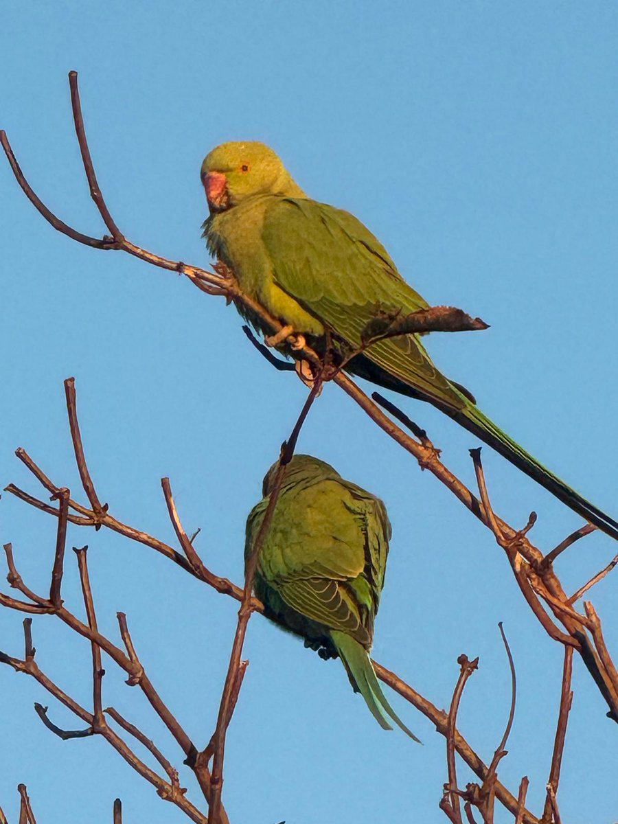 Lainey🐦🐝🌻🇬🇧 tweet media