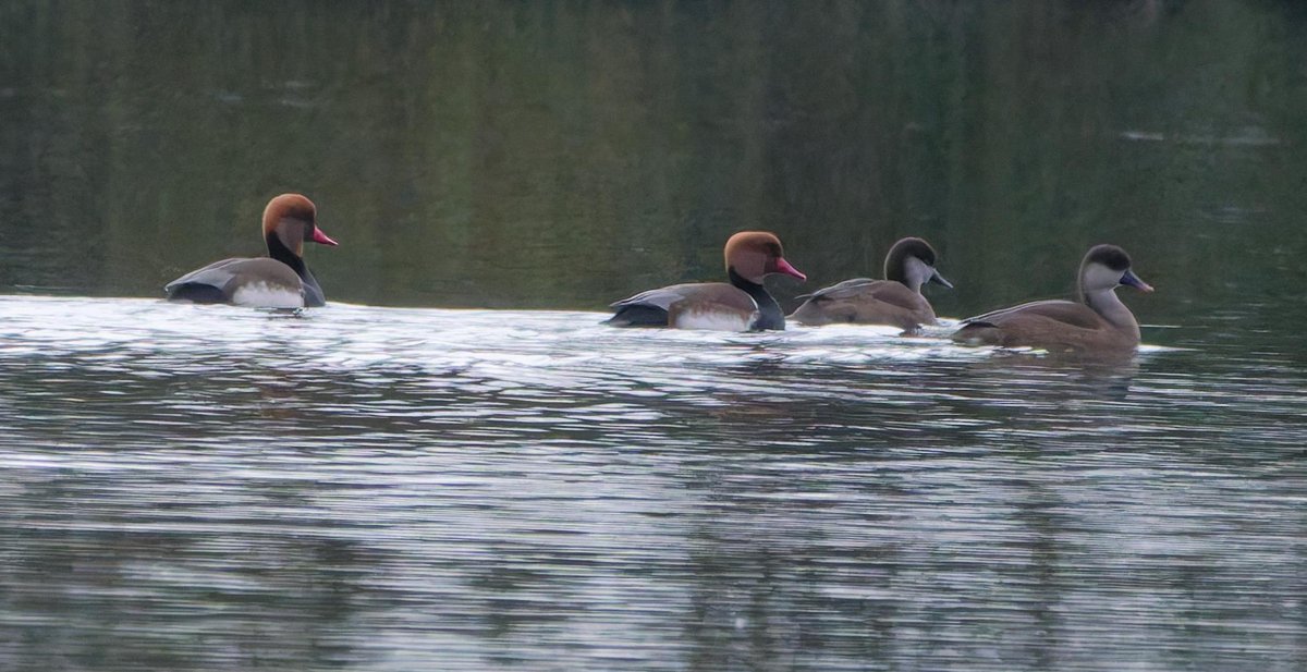 Dull and wet day <a href="/WWTSlimbridge/">WWT Slimbridge</a> today - 26 Bewick's, 2 Marsh Harrier, 2 Peregrine, 5 G Egret, 1 Golden Plover, 4 Ruff amongst the highlights. Late on there were 4 Red-crested Pochard and 1 Cattle Egret on South Lake. <a href="/slimbridge_wild/">Slimbridge Sightings</a> #GlosBirds
