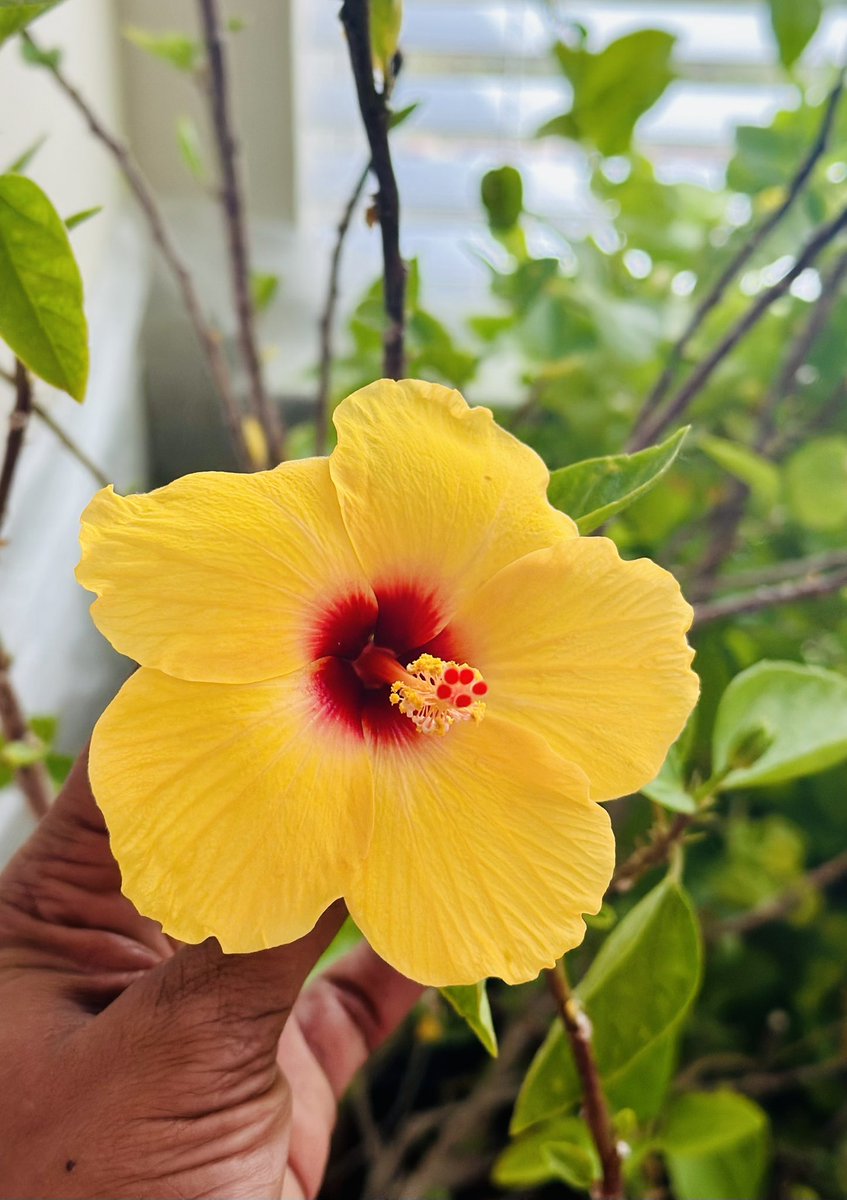 Josna2010's tweet image. Beautiful n Colorful Fall Morngs...🤩
#HomeGarden