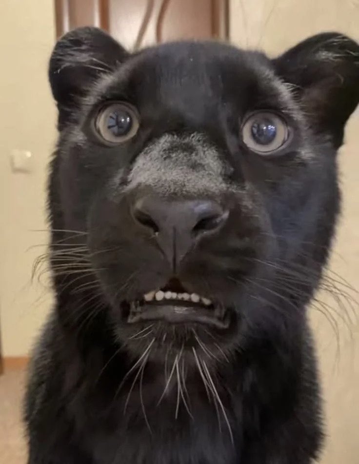 不良犬 tweet media