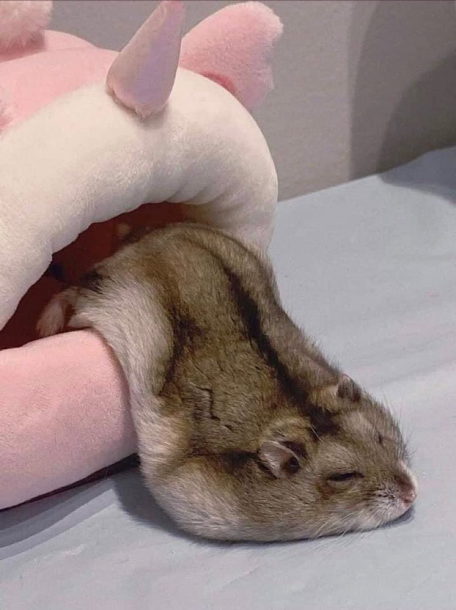 寝ながら溶けてたハムスター見て