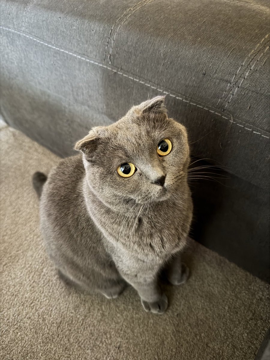 PrawnBucket's tweet image. Whenever she meows at me I say “quiet piggy”