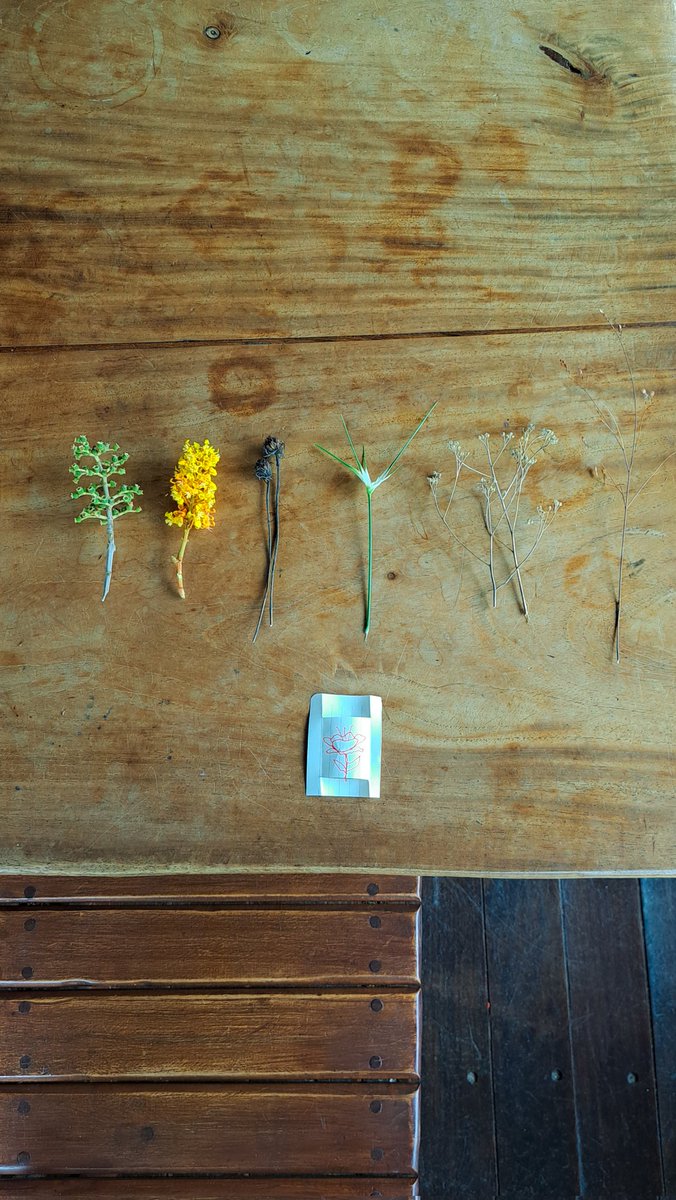Colhi algumas flores e capins para fazer esse arranjo! 🌼
O Cerrado possui belas espécies de planta