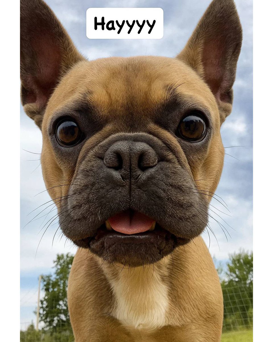 frenchielover01's tweet image. 