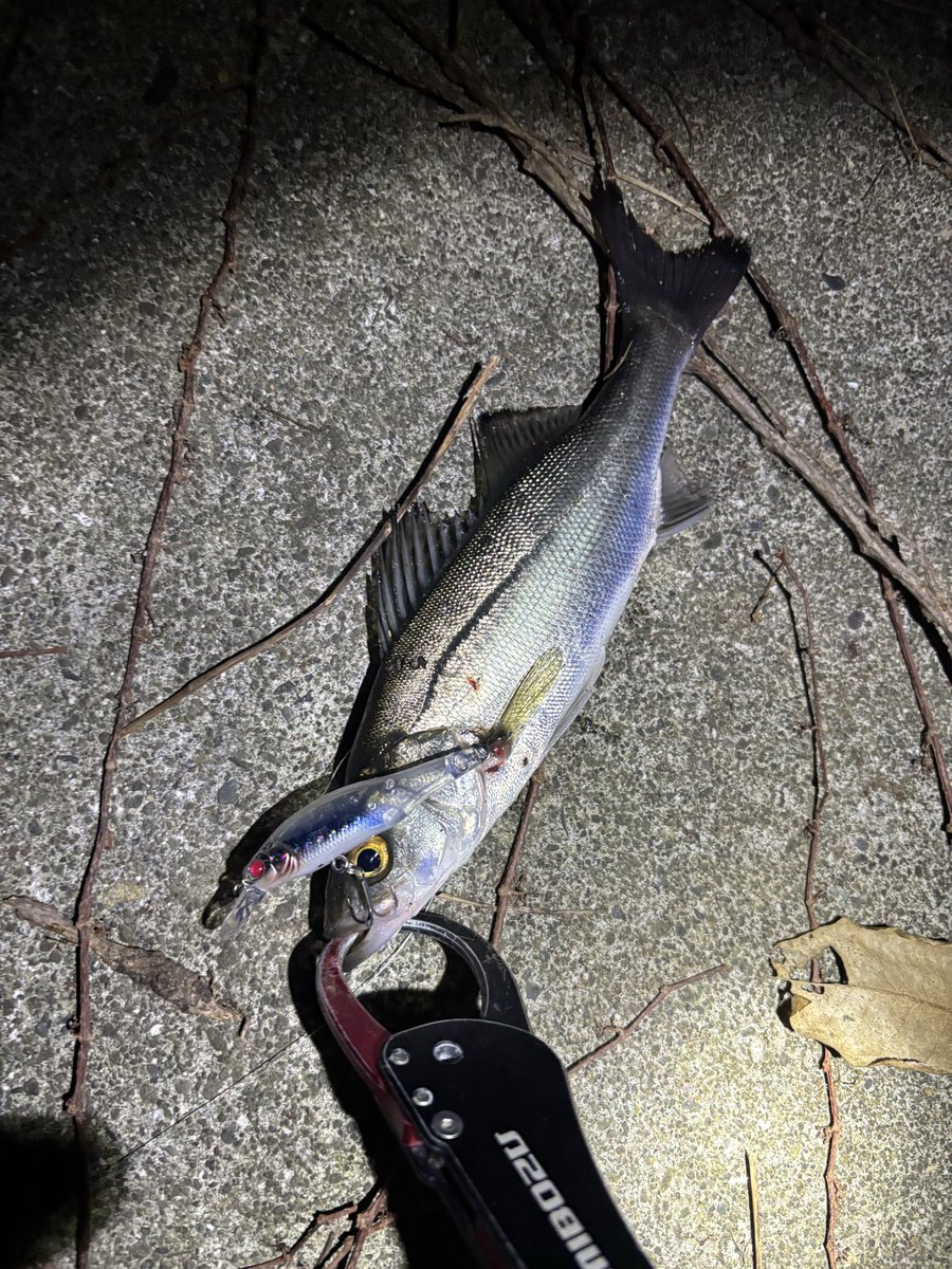 pyonpyonwt's tweet image. 湘南シーバス