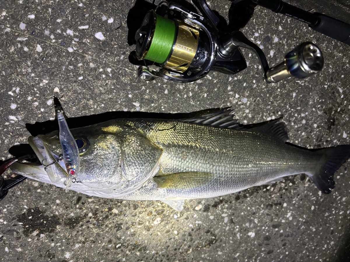 pyonpyonwt's tweet image. 湘南シーバス