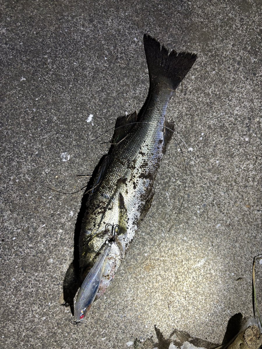 pyonpyonwt's tweet image. 湘南シーバス