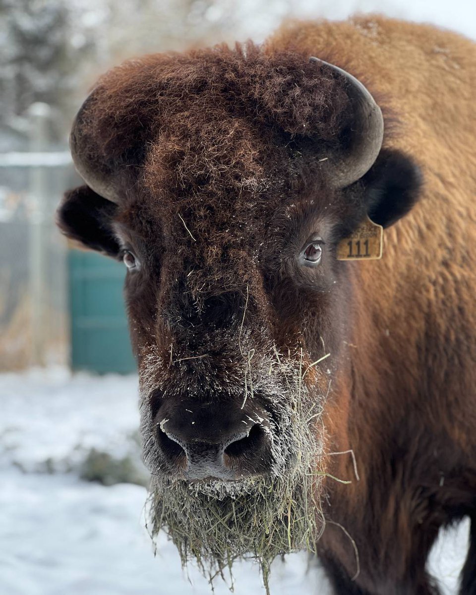 calgaryzoo's tweet image. Hey ‘Taiga’ - you have something on your face! 😂 We love this photo of our female wood bison Taiga with what looks like a beard made of hay! 🦬 

#YourZooYYC