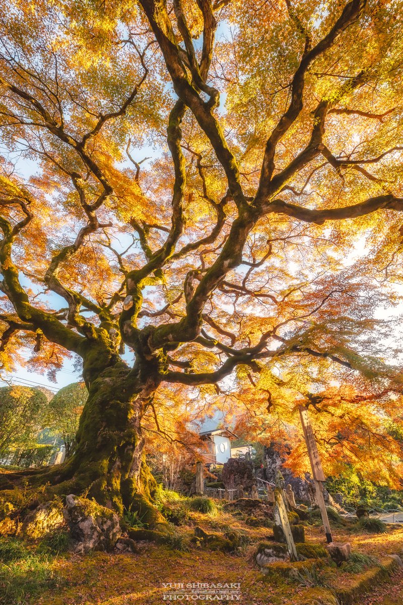 Yuji Shibasaki＠Photo tweet media