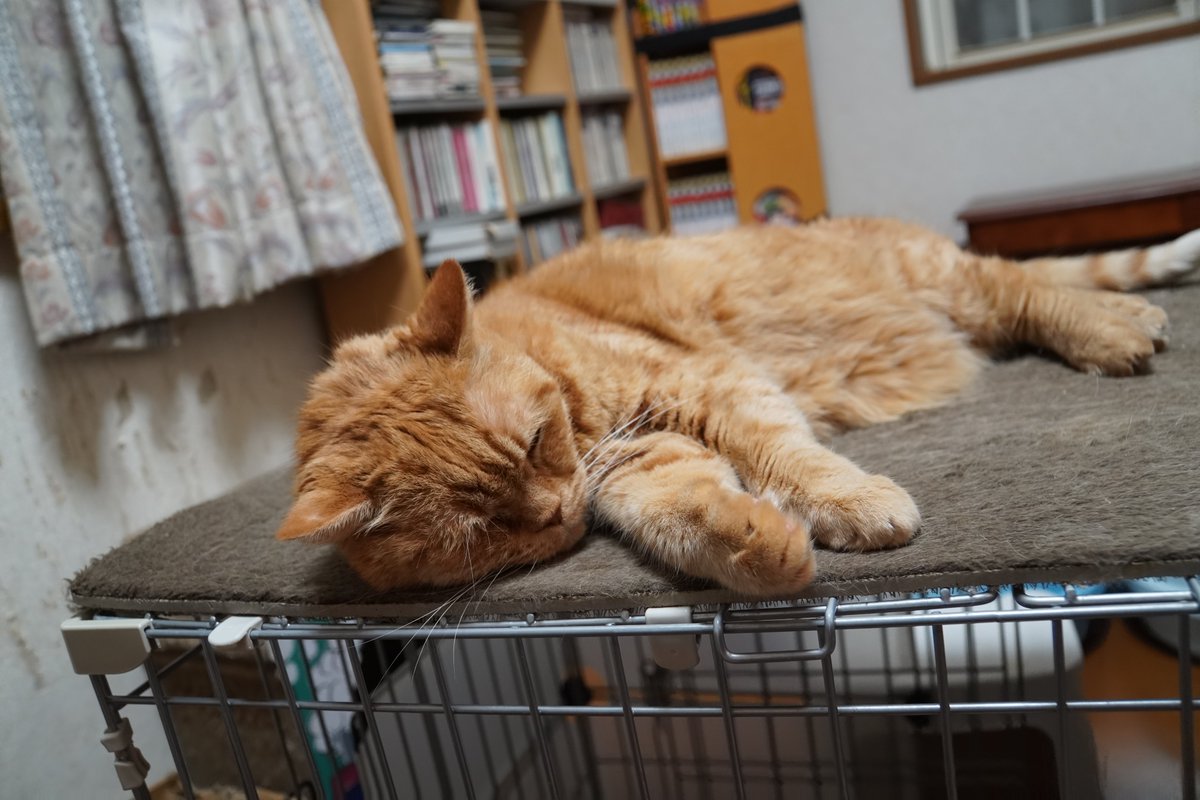 uBg3tA5OFRdyFQS's tweet image. ビバホームで新しい歯磨き購入
左からライム、ごま、飛鳥用
そして、歯磨き後に何故か毎回、何かに敗れた感が漂いＫＯされてる様にふて寝するライムw
#毎日が猫の日 #猫好き #保護ねこ