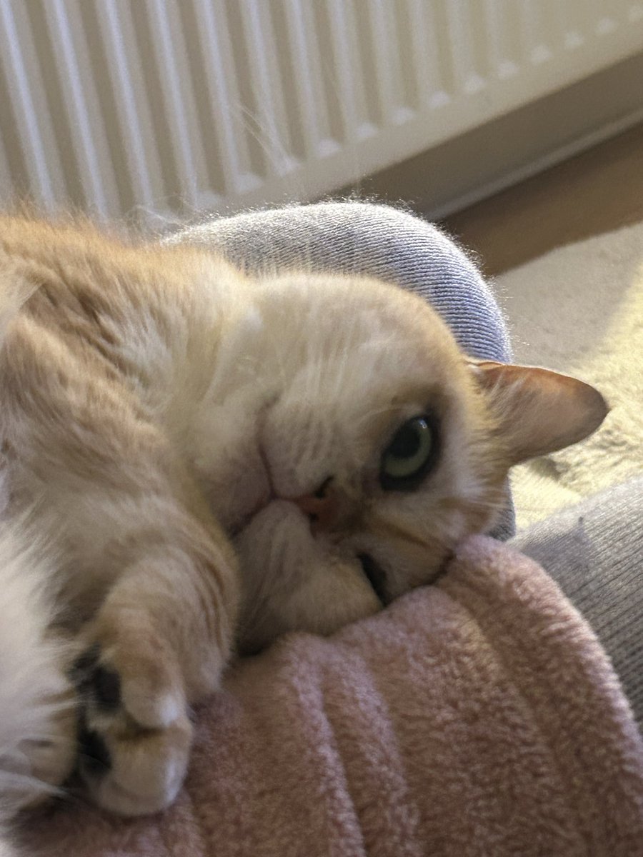 mimybug's tweet image. this freak