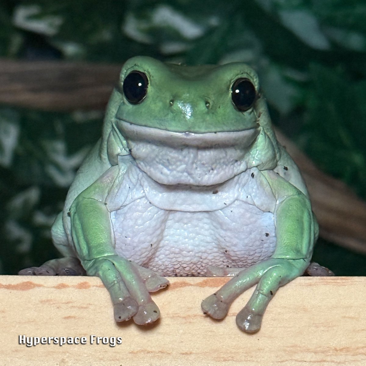 Yoda says she is starving! Her froobs suggest otherwise.