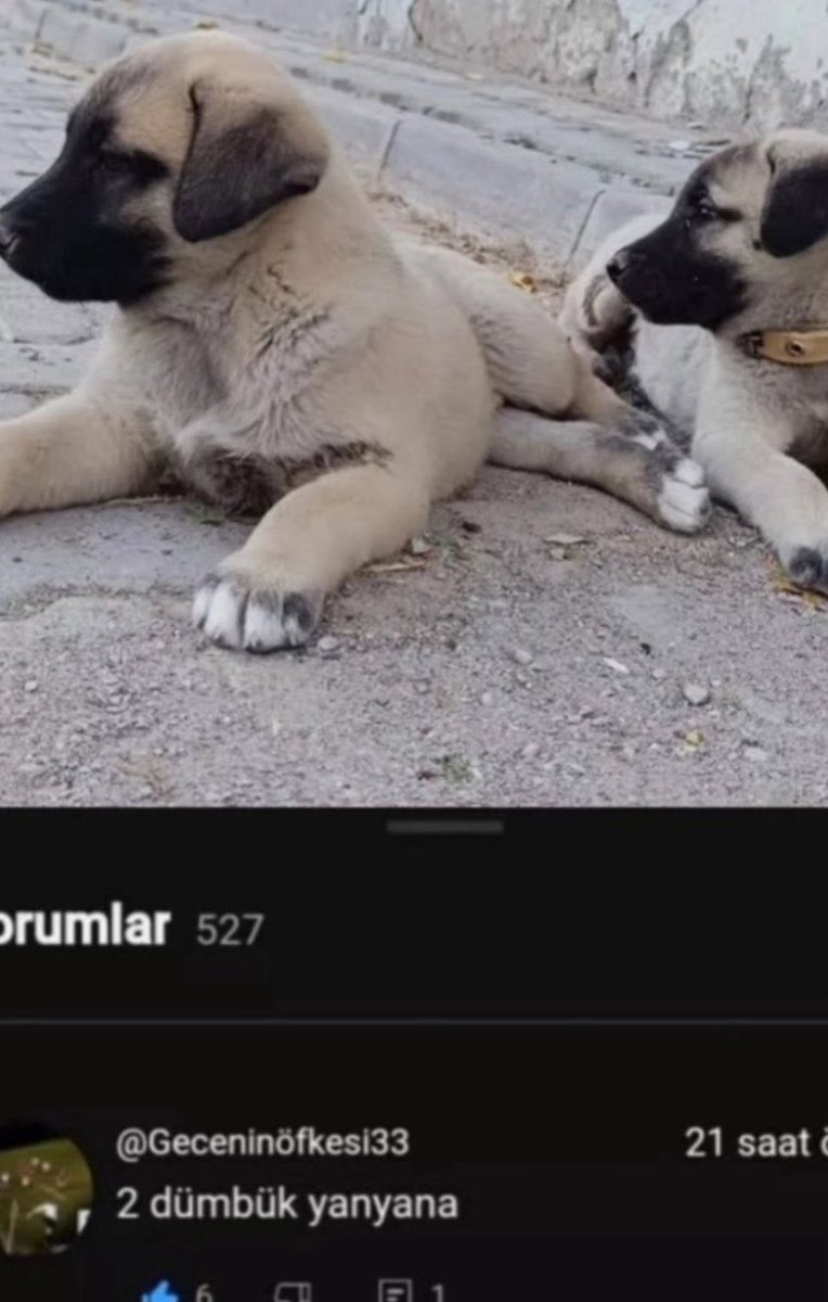 yusuf demir - kazıkcan karatassak