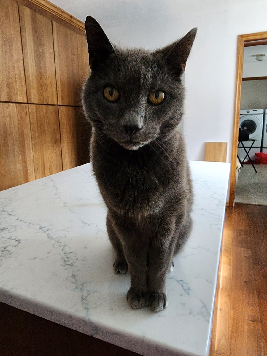 GirlChevy77's tweet photo. I like being a tabletop cat. https://t.co/WFRlnUlZKf