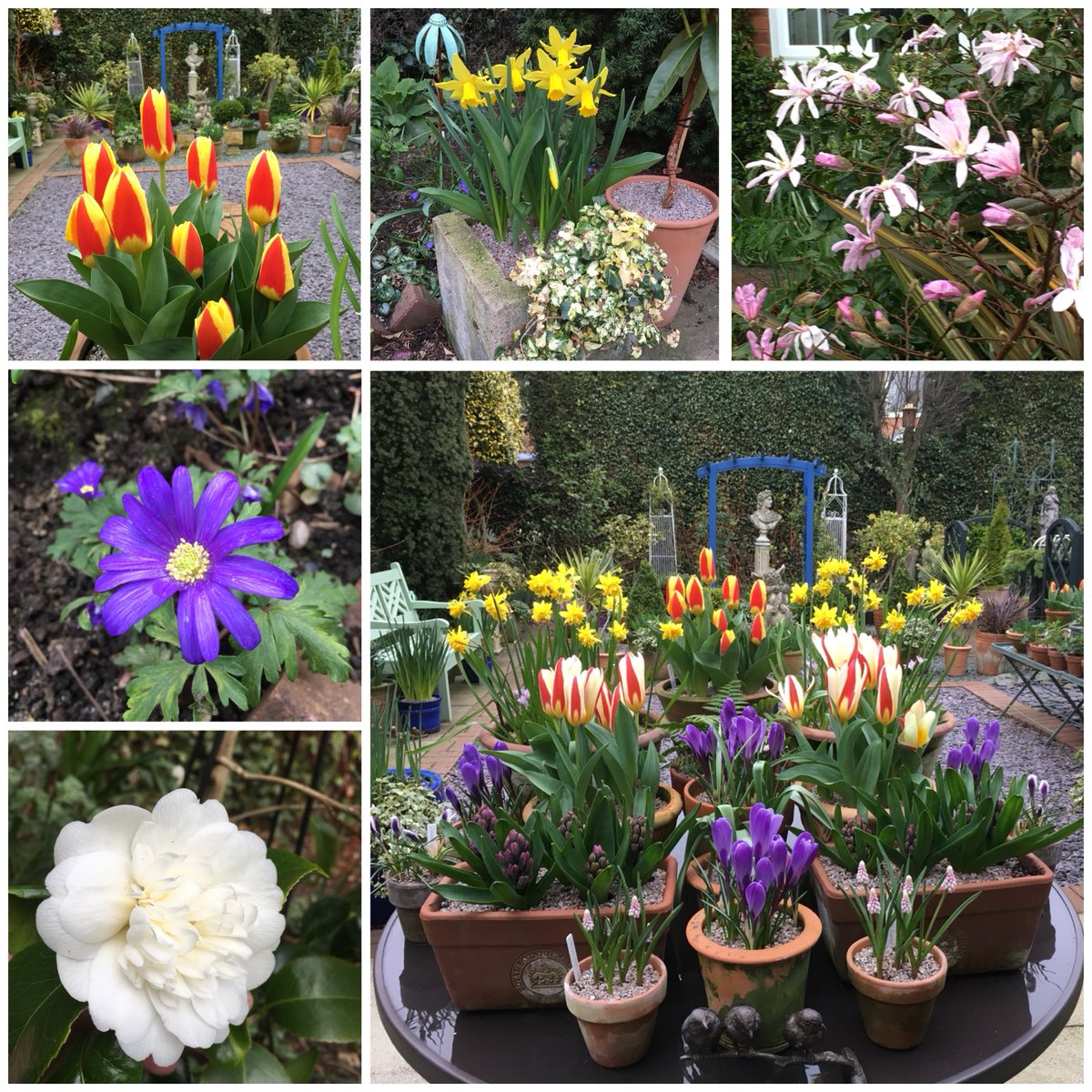 A retro #SixOnSaturday from March 2022 #gardening #gardeninglife