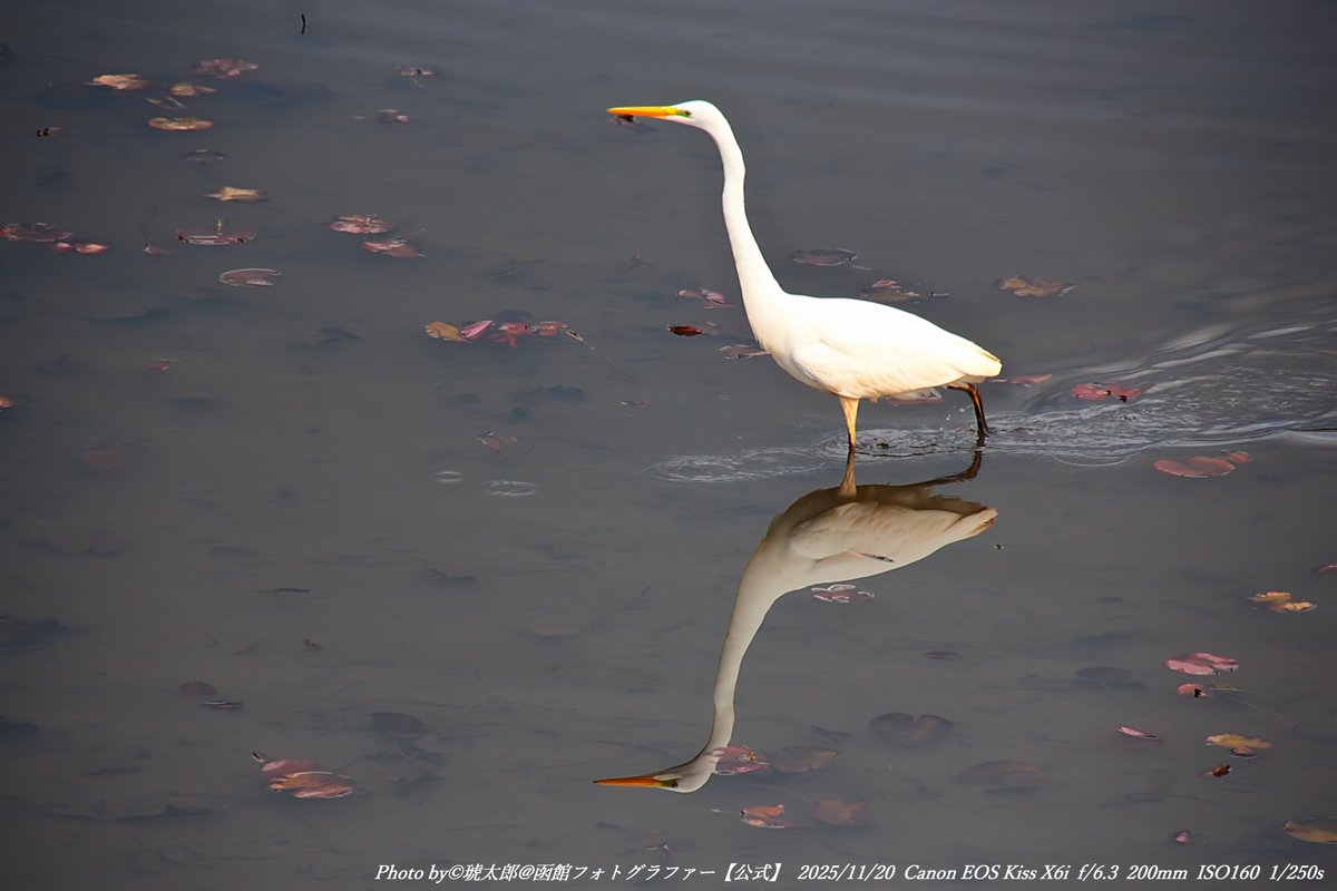 Shyokunin_k's tweet image. 皆さんどうも
今回の函館風景写真は
「秋から冬へ、光と静寂の五稜郭。」

2025年11月20日。
この日は五稜郭タワーへ撮影に行ってきました📷✨
秋から冬へと季節が少しずつ変わりゆく函館。
五稜郭公園では、お堀に映る白いダイサギが静かに水面を歩き、…