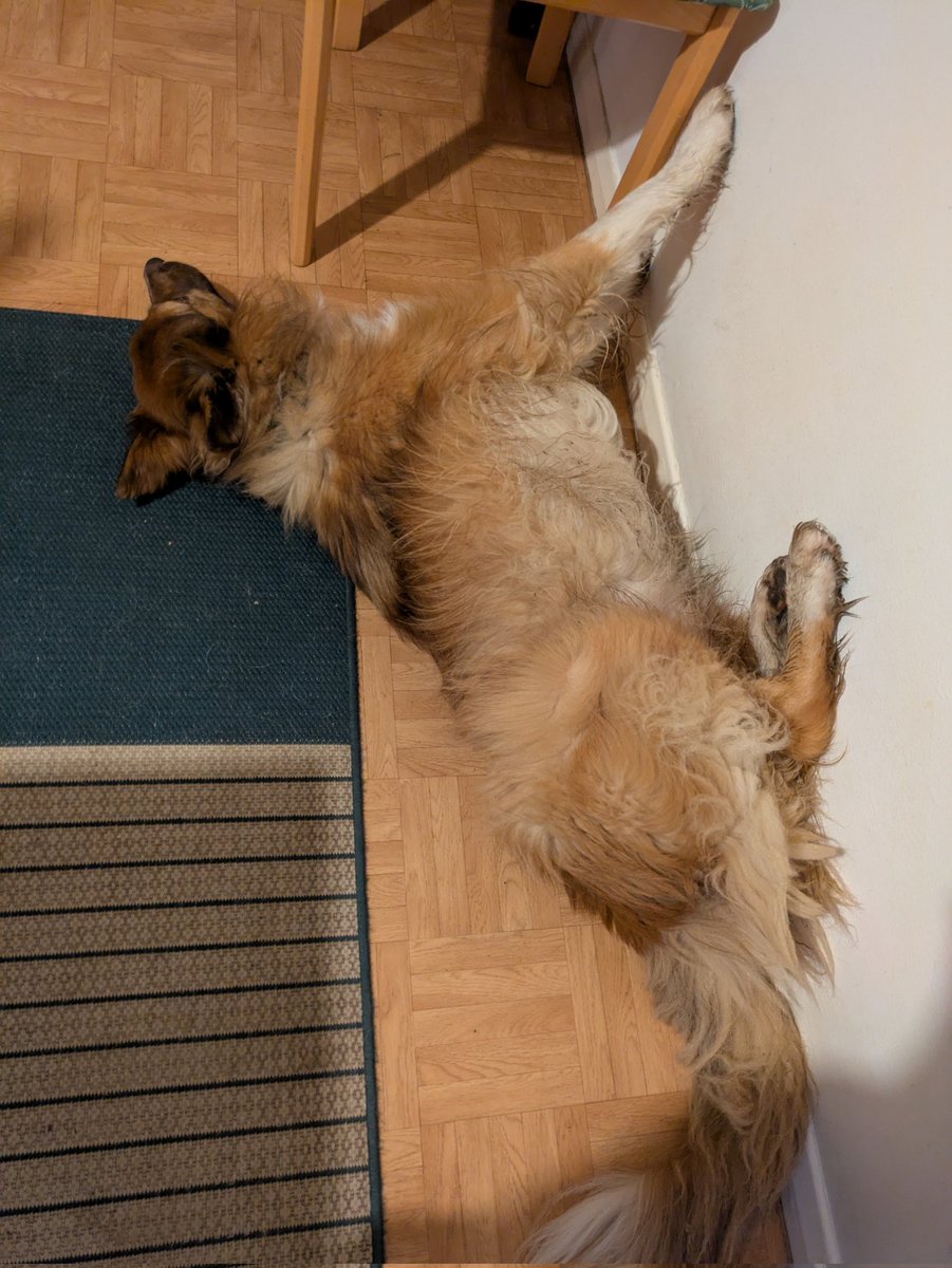 CamasTheCollie's tweet image. Adding a decorative touch to the wall. 🐾🐾🎨😏
#BorderCollie
#MuddyPaws
#Helpful
#ArtisticInspiration
#SaturdayMotivation