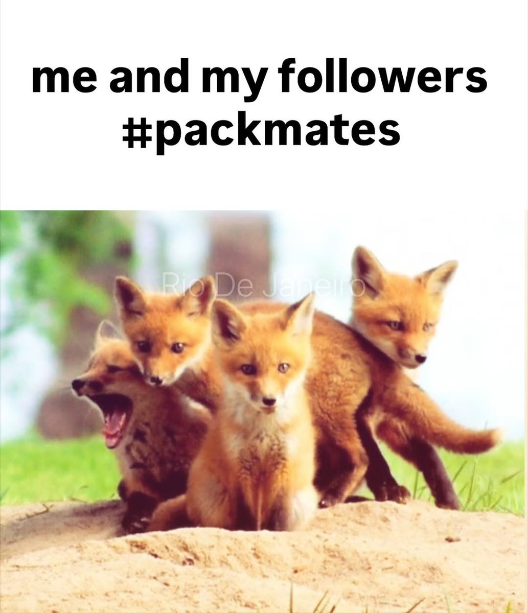 TheFoxLife's tweet photo. https://t.co/kb4lVV9xhz