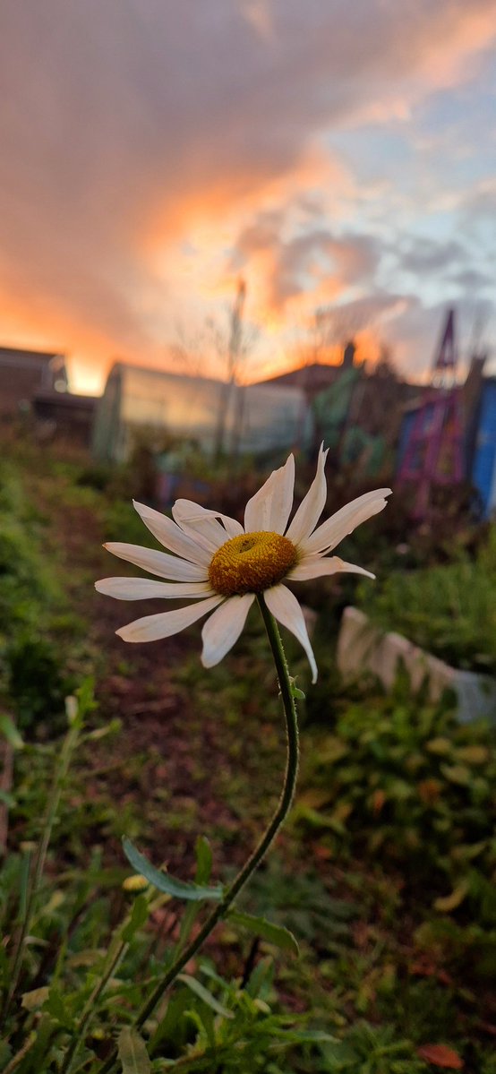 lovely_plot's tweet image. The very last daisy of 2025 💖