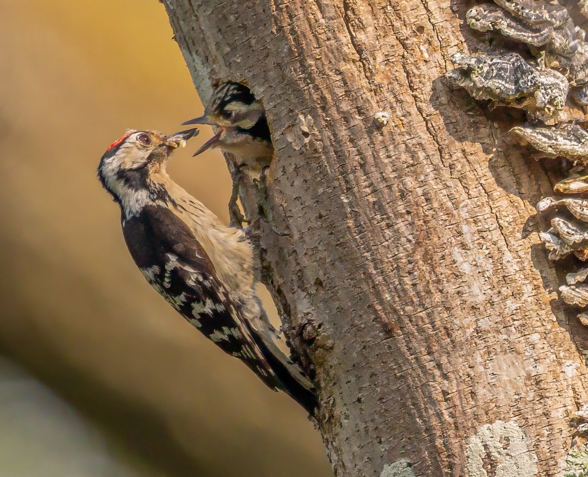 LesserSpot Network tweet media