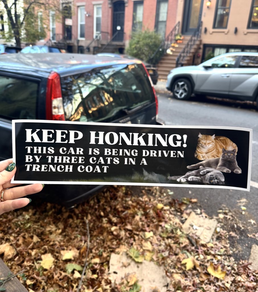 cats being weird little guys 👅 (@weirdlilguys) on Twitter photo 