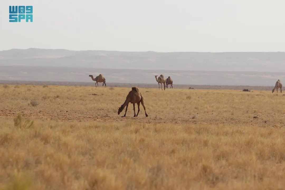 NorthborderSA's tweet photo. " السافانا "ترسم لوحات طبيعية آسرة في مراعي لينة التاريخية جنوب رفحاء

https://t.co/u1wX5Fk30a https://t.co/QYjcvb1zJc