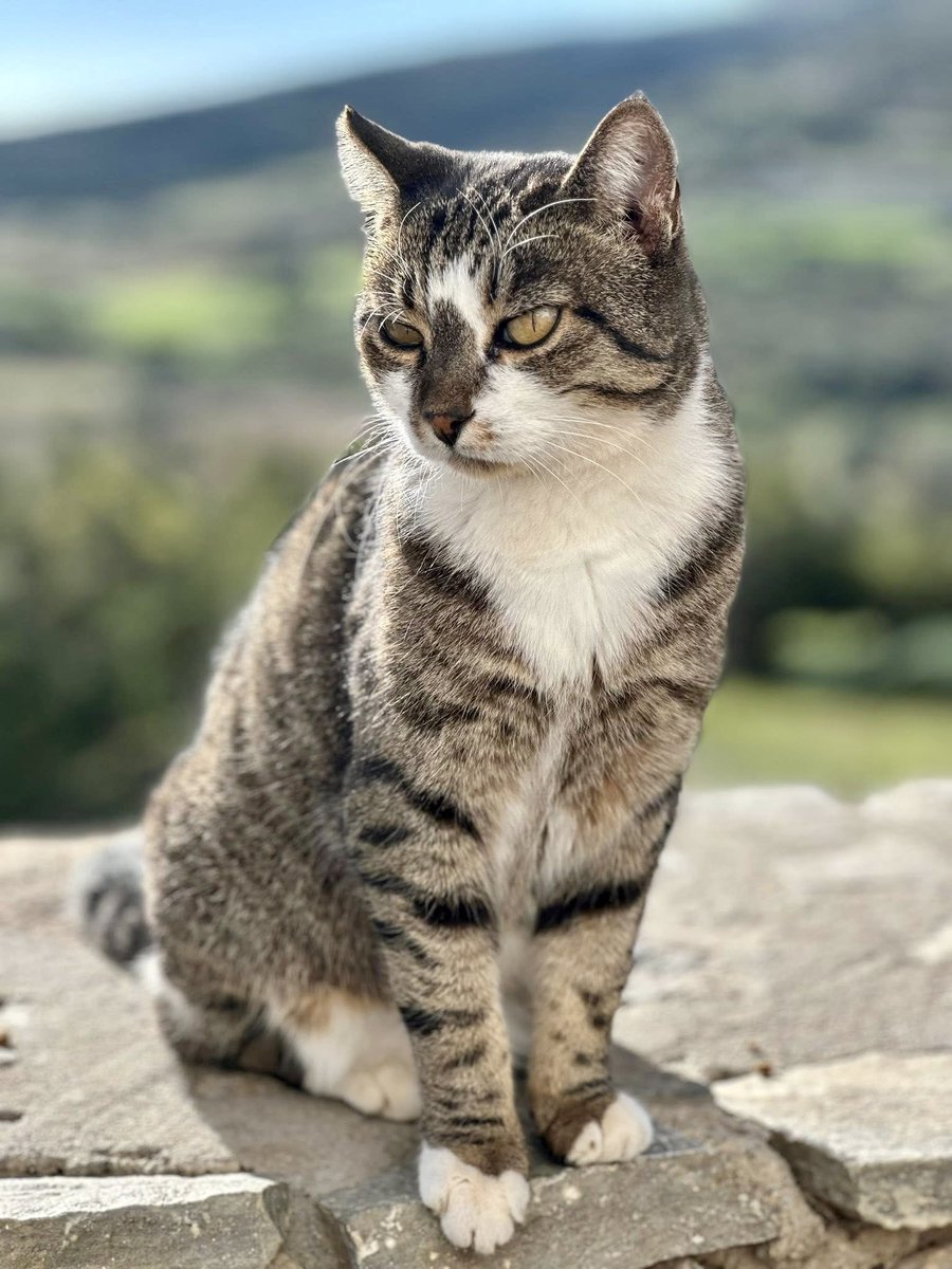 Meet Miss Twin, a spayed female who lives in the hilltop village cat colony on this tiny Greek island where our kind volunteer Kia cares for the Aegean #Cats
You can help the #cats by making a small donation to fund vital medicines, neutering &amp; food. Purr!
gofundme.com/f/cats-of-irak…