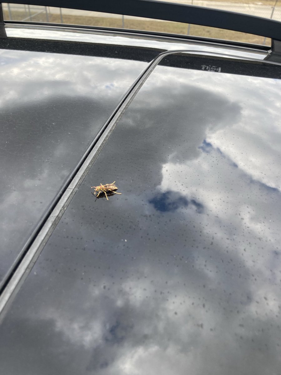 No bullshit.

I’m getting gas heading up I-75 towards Atlanta. While I’m cleaning the windshield, I took the time to use the brush as a blunt instrument and give this flying insect a good whack.

#SwatTheYellowJackets
#H2P