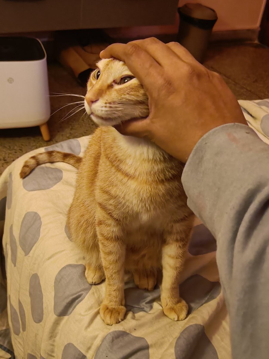 thefeyfeline's tweet image. we apologise for the previous messages you received. Our systems were infiltrated by a nefarious hacker who has been caught and jailed for his crims 🤝