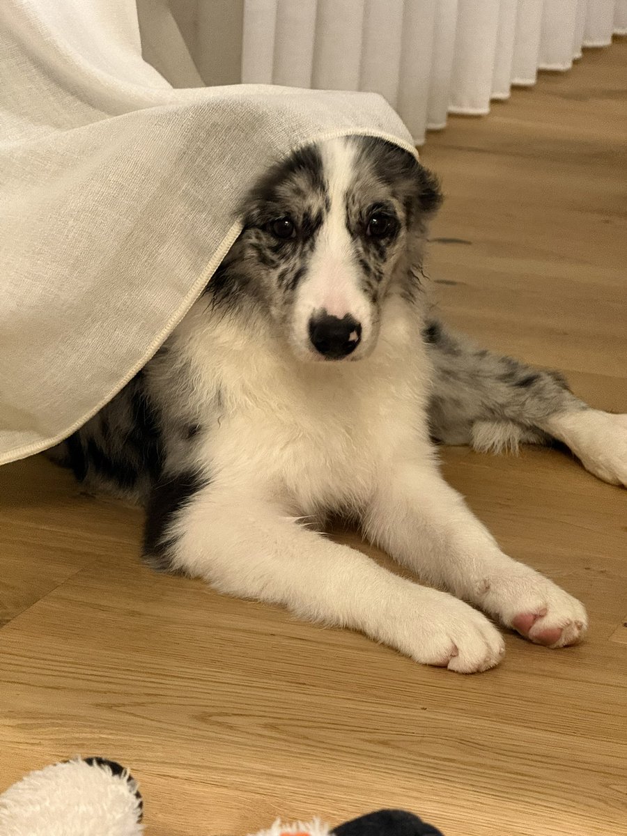 Pedro18_Neto's tweet photo. Name of my second border collie - Eevee - Seems to be always ready for some Pokémon combat https://t.co/iCVpbgTV87