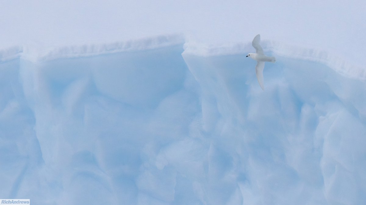 Rich Andrews tweet media