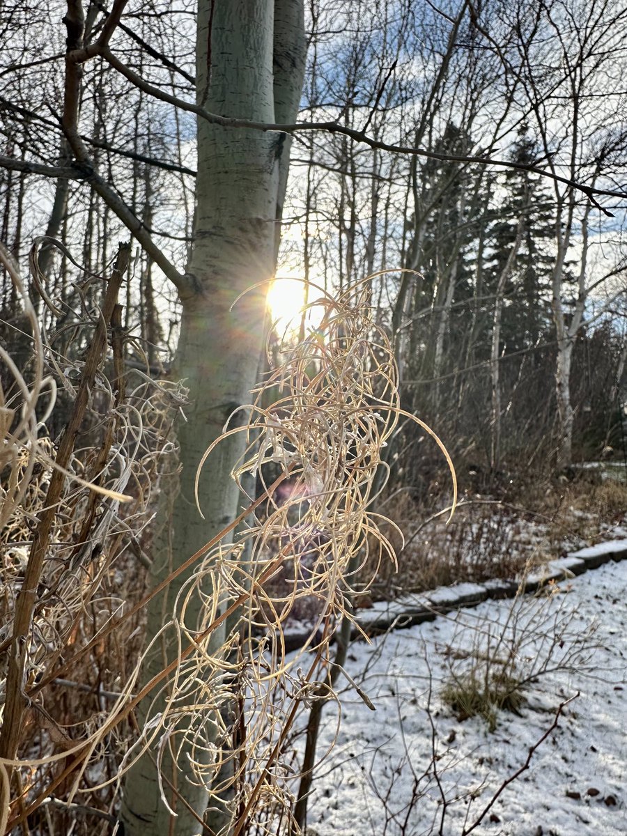 btleparadis's tweet image. Belle journée ☀️🌾❄️