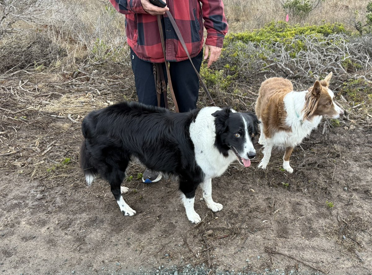 beagle249's tweet photo. @singhcredible The black &amp; white Border Collie has aggression issues and unfortunately was not leashed.  This happened about five weeks ago.  First time I’ve been bitten (I’m 69 years old). https://t.co/NgapGUh2Jm
