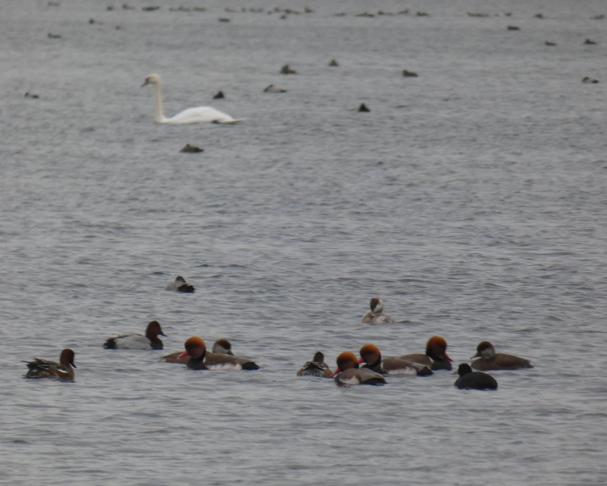 Nice to wander to Pit 114 today. A location I've never been to before but the amount of wintering waterfowl was impressive. Over 200+ Pochard, 150+ Red crested pochard, 100+ Wigeon, 100+ Coot, Tufted duck flocks, 2 Goosander, a single Goldeneye  plus more was nice #GlosBirds