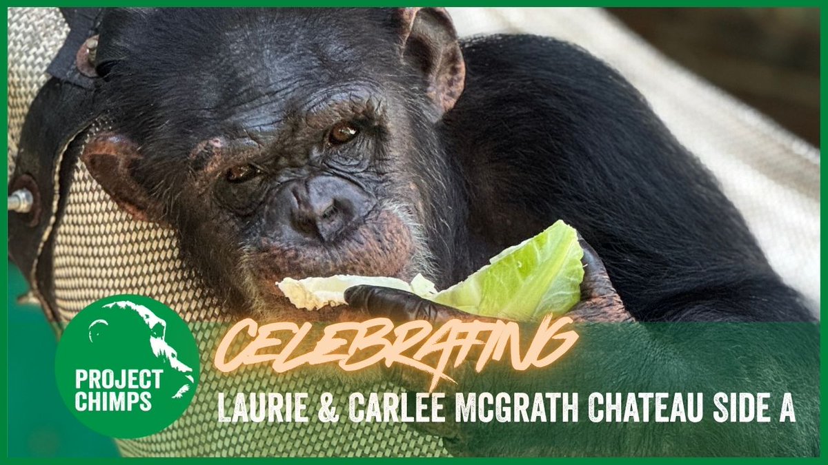 projectchimps's tweet image. In October we celebrated the #chimps currently in residence on Side A at The Laurie &amp;amp; Carlee McGrath Chateau. Here is the video of the celebration, which featured many of the chimpanzee's favorites, including popcorn to toy crabs! Watch here:
youtu.be/72UmI-zV7So