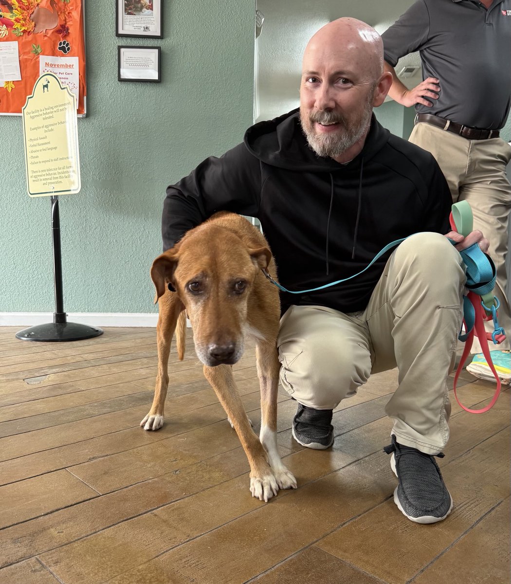 Larry would like ta announce he’s been ‘dopted!
Larry had 2 masses removed &amp; a dental! His dad drove 6 hours to pick him up in a custom senior pup van! 
He’ll have 2 senior pup sisters, a yard to explore &amp; an amazing dad focused on giving senior pups a loving retirement home 🥹♥️