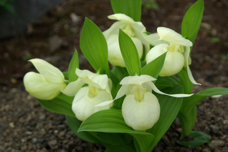 みなさん、おはようございます🍀 素敵な休日になりますように