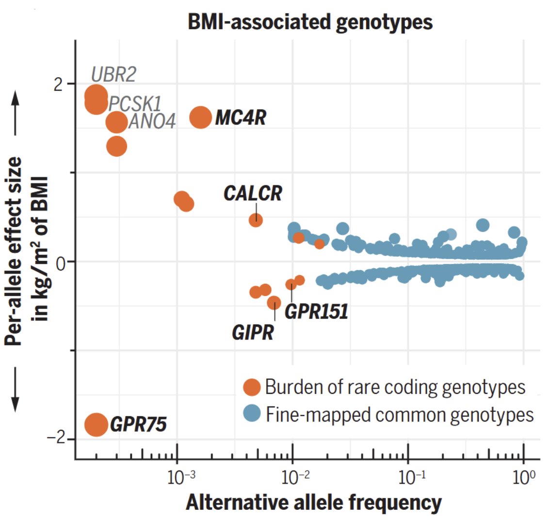 DrSamuelBHume's tweet image. What&apos;s the strongest genetic protector against obesity?

It&apos;s GPR75!

Humans with loss-of-function variants in GPR75 weigh 5 kg less, and deleting it makes mice thin

GPR75 inhibitors haven&apos;t made it to human trials yet, but they&apos;re on their way: Regeneron are among the leaders