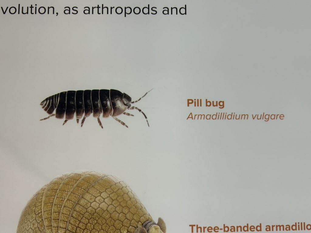 oh I bet you’d love a 20 peice nugget