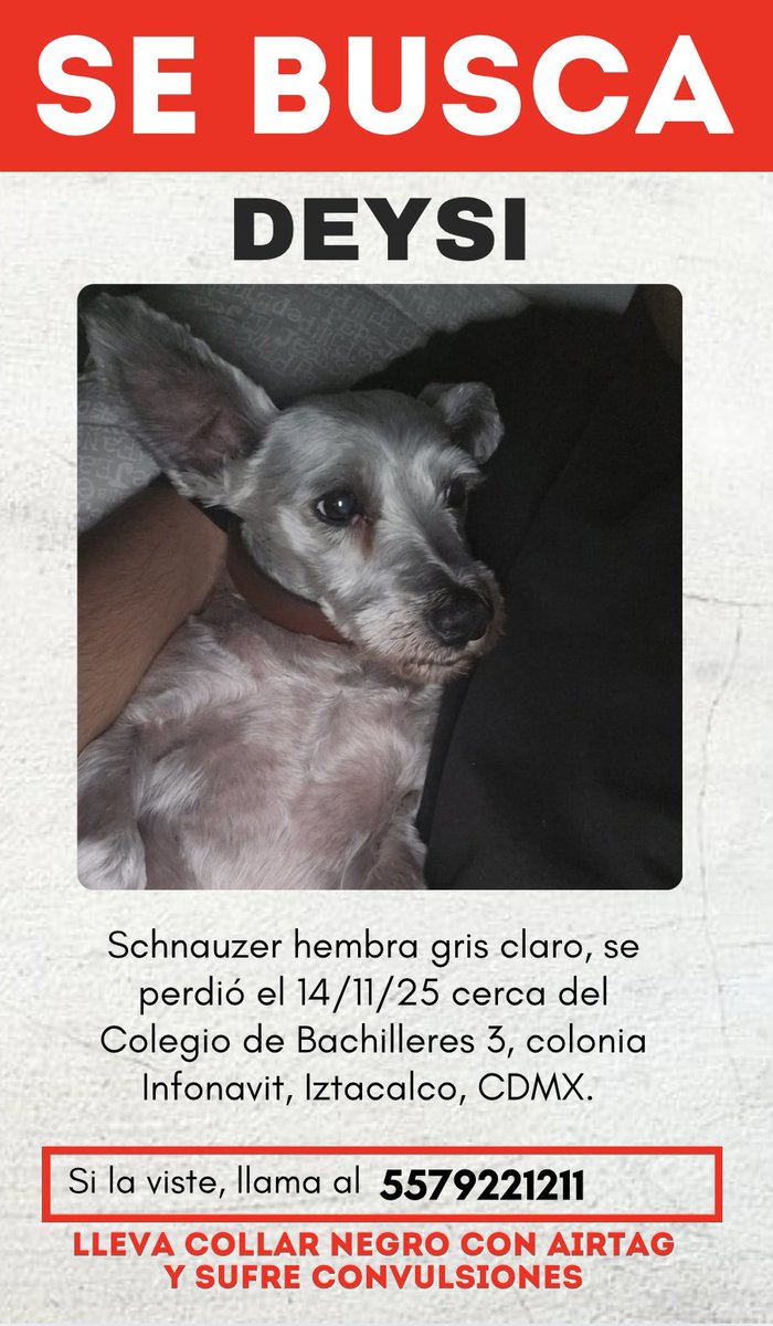 SE BUSCA A DEYSI, schnauzer plata extraviada en Iztacalco, CDMX, el 14/11/25.

Trae pelo corto, collar negro con AirTag que no está transmitiendo, sufre convulsiones.

Si la ves contacta al 5579221211.

Por favor, compartan para que regrese a casa!