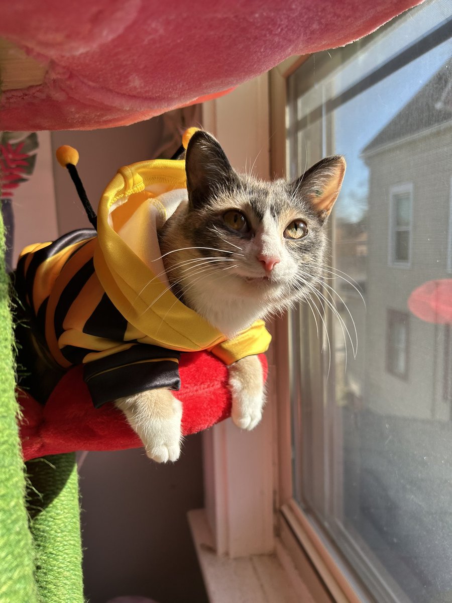 oreoeocat's tweet image. Monk-bee