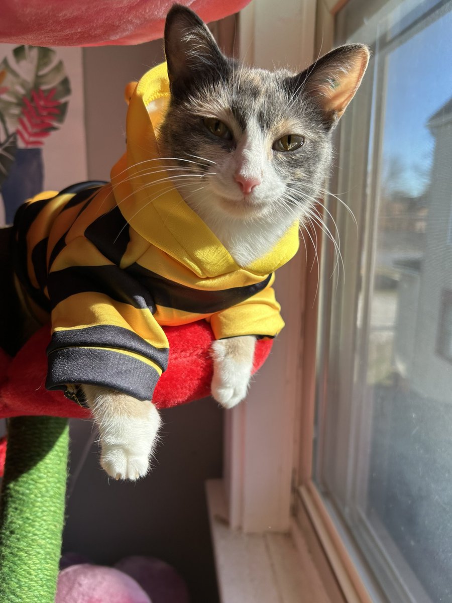 oreoeocat's tweet image. Monk-bee