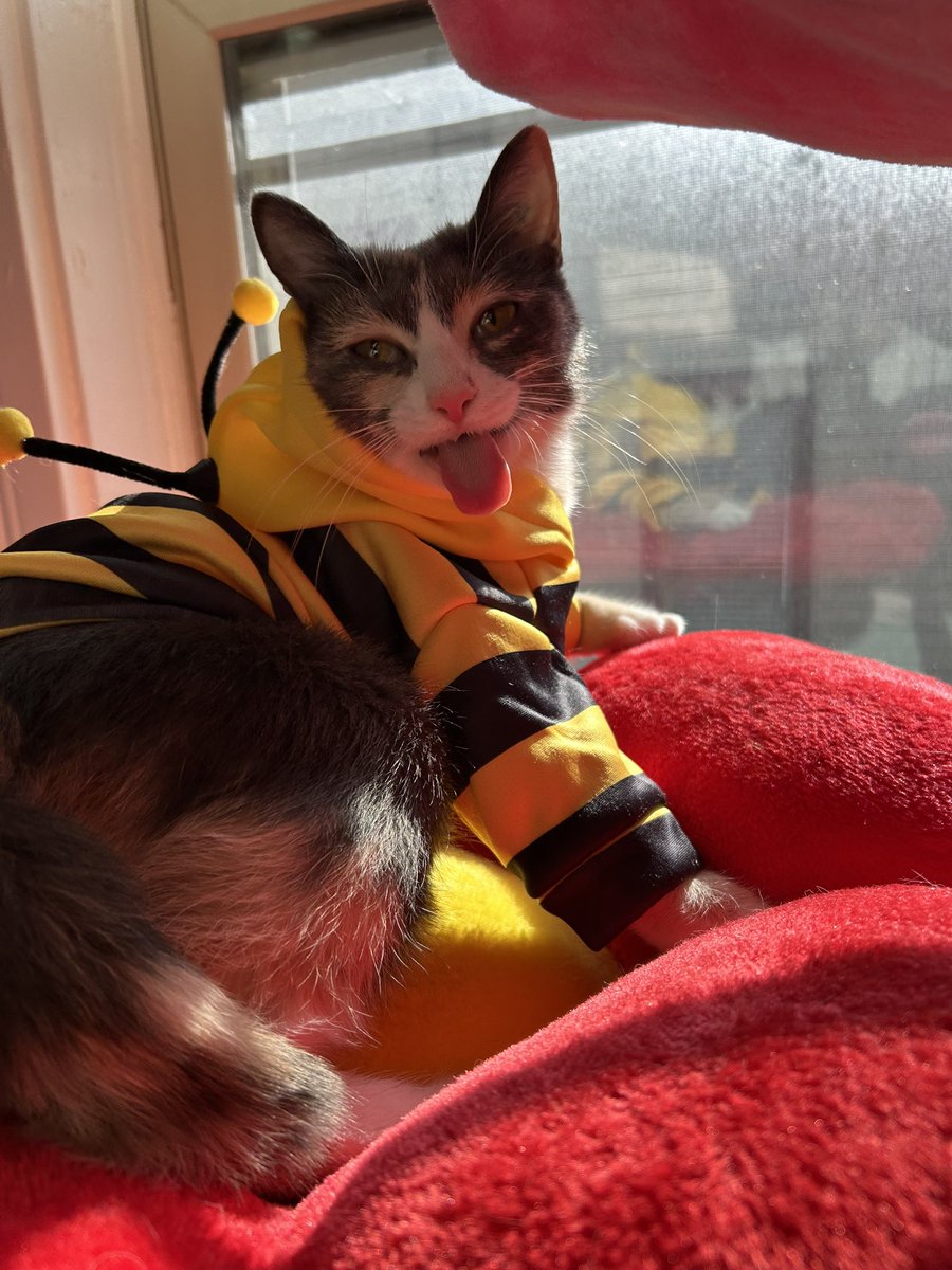 oreoeocat's tweet image. Monk-bee