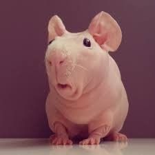 ppl see a closeted person in deep suffering and shame and self-hatred and decide to just roast them online like its their fault to have such a complicated relationship w their parents and their sexuality