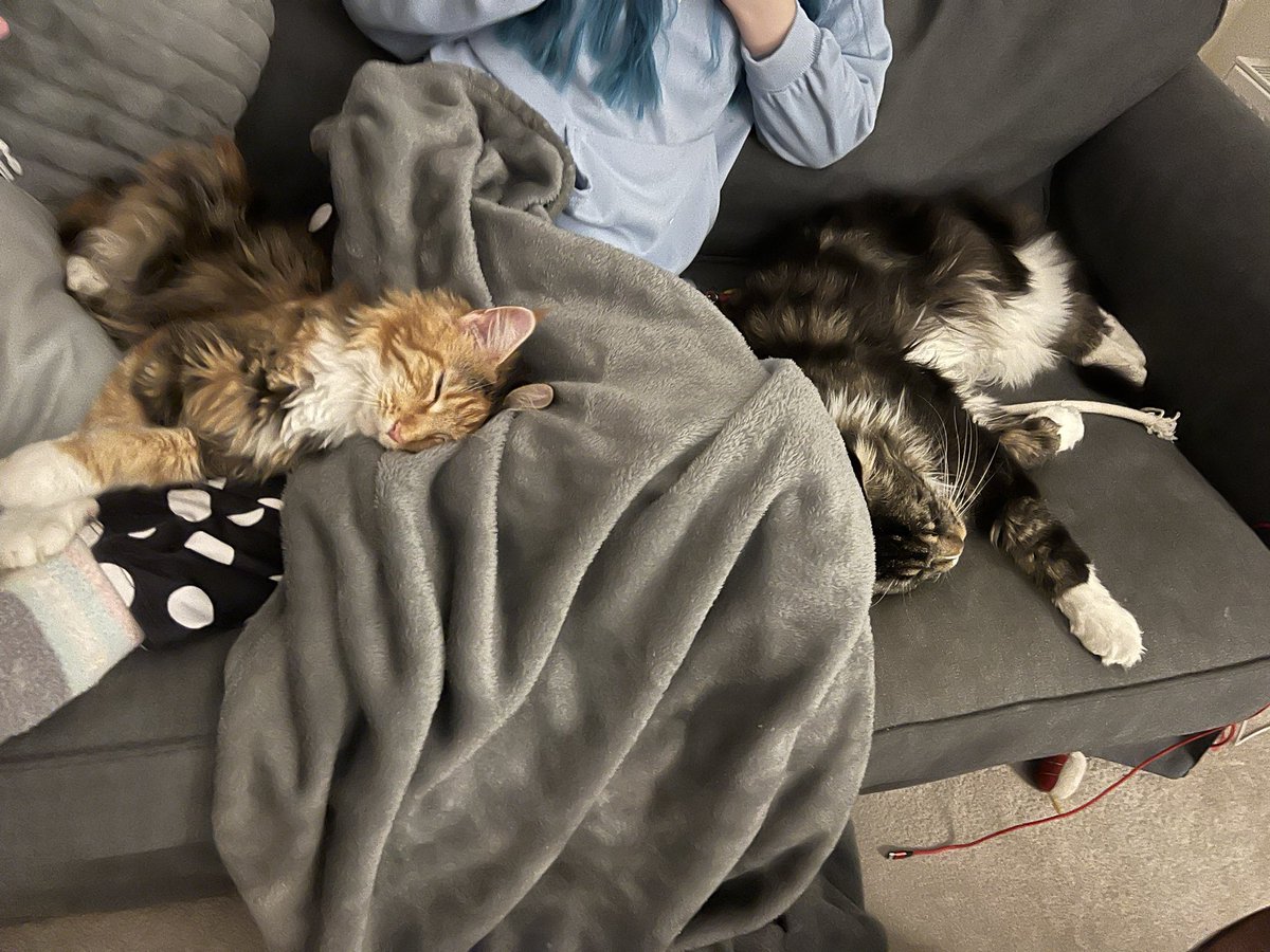 Stephanie deGiorgio tweet media