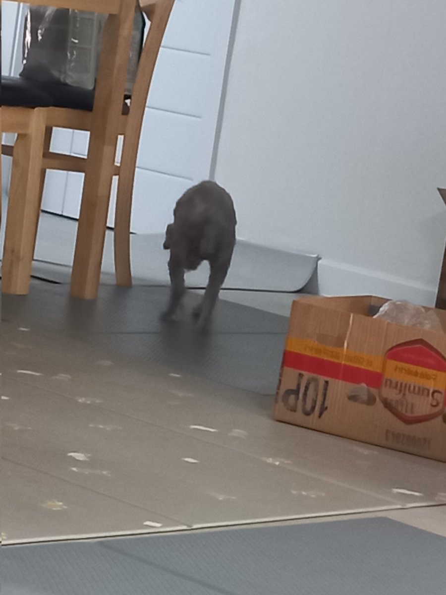 q_o_o_p_x's tweet image. 