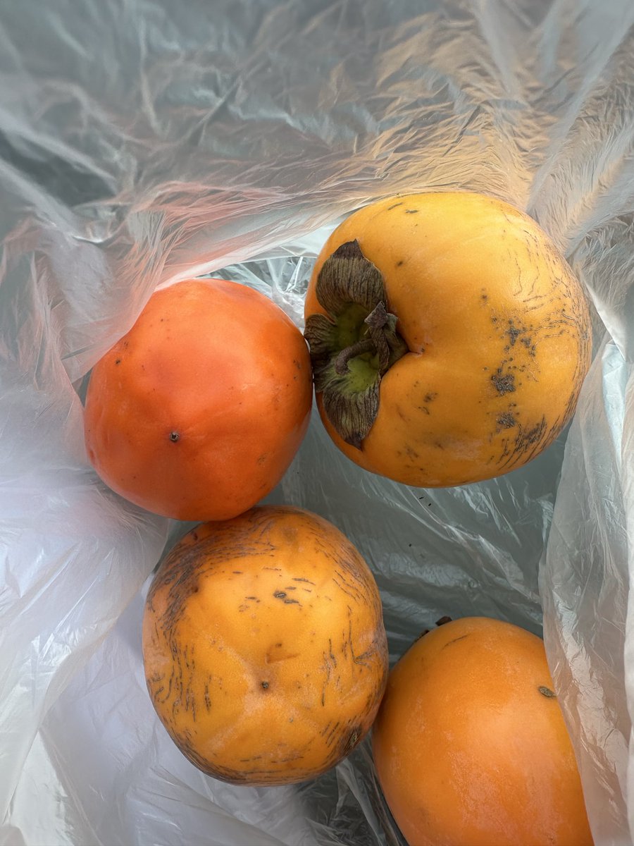 Yemeye hazır diye aldığımız hurma. Sistemden değerlendiriyorum dönüş yok. Buradan yazalım da dönüş olsun bari <a href="/Migros_Turkiye/">Migros Türkiye</a> <a href="/MSanalMarket/">Migros Sanal Market</a> <a href="/Migros_Hizmett/">Migros_HİZMET</a>
