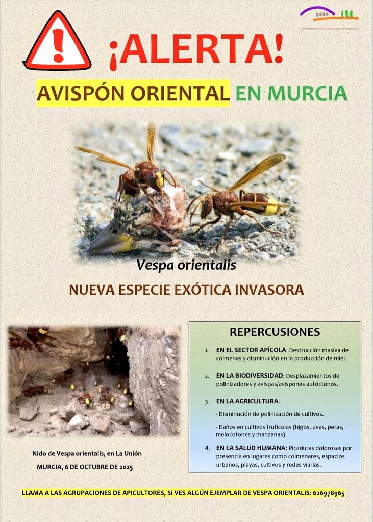 ¡Alerta! El avispón asiático ha sido localizado en la Región de Murcia como avisa la Agrupación Murciana de Apicultores profesionales (AMAP).

Datos:
1° nido(2023): retirado en Escombreras.
2° nido(2025): La Unión.
🚨Detectados individuos en Fuente Álamo, Los Camachos y La Manga.