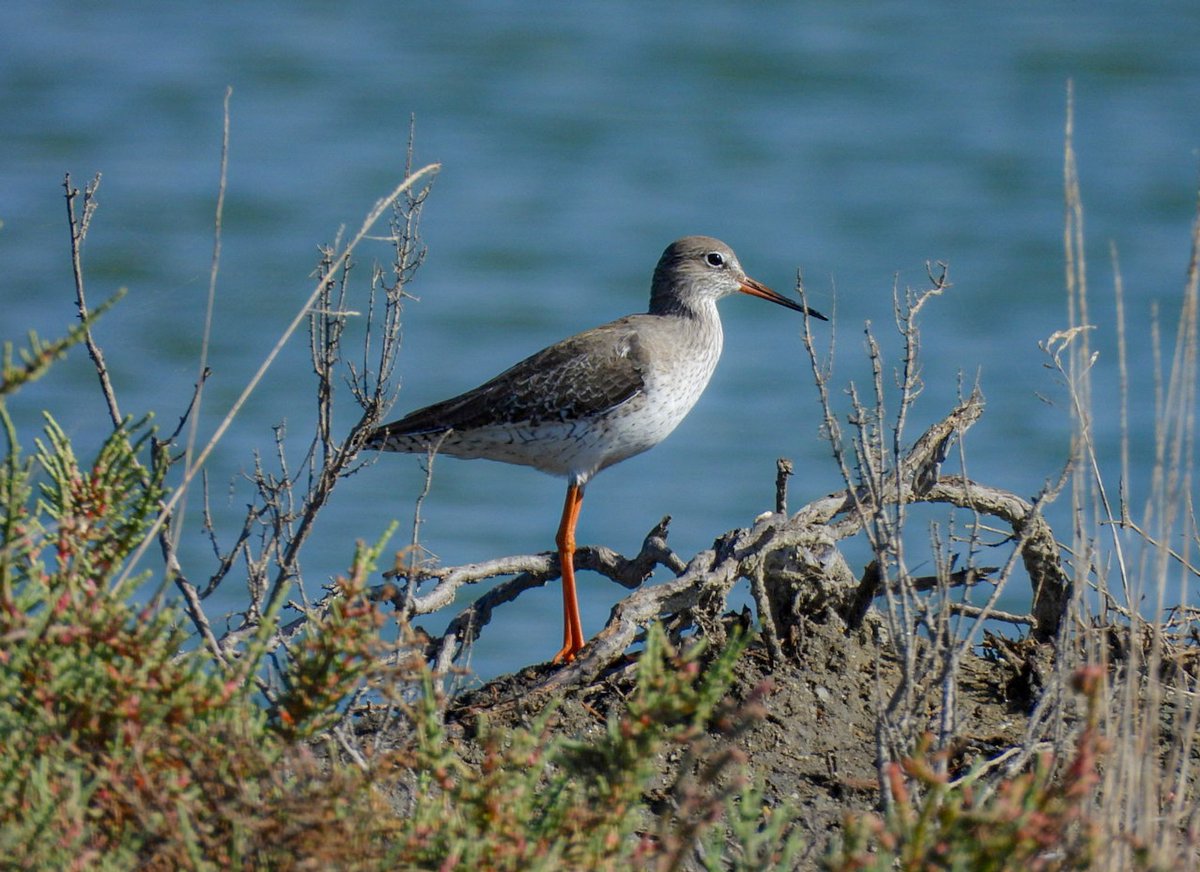 Kızılbacak #hangitür